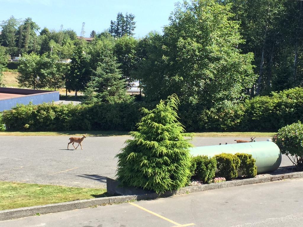 Port McNeill Haida Way Motor Inn מראה חיצוני תמונה
